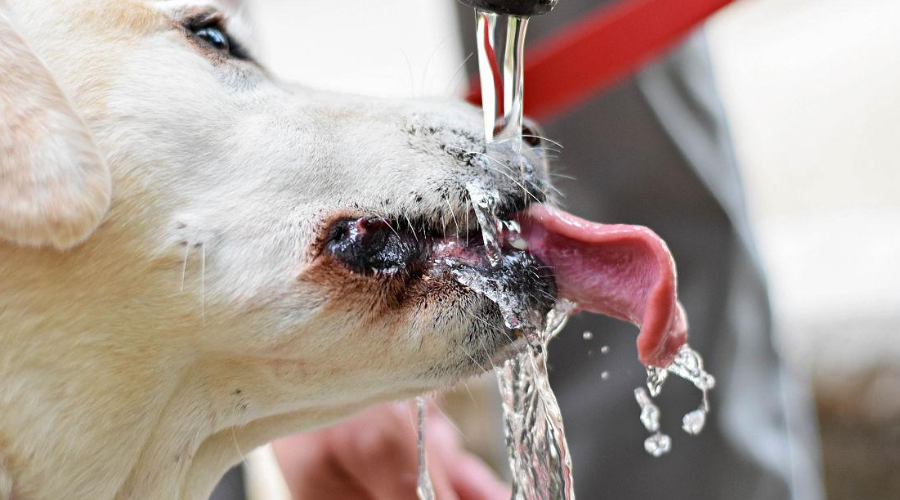 狗狗喝水也有学问？3条黄金准则教会你正确喂水！