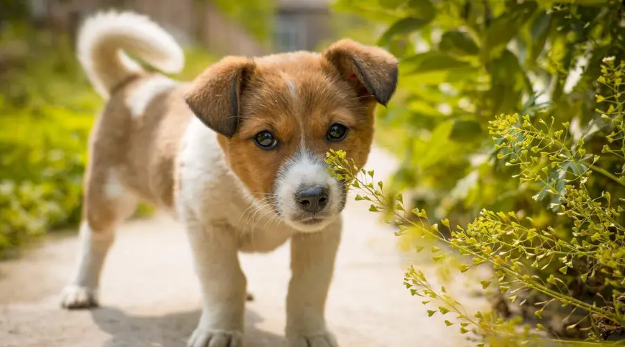 新手养狗必看！刚满月的幼犬应该如何喂养？