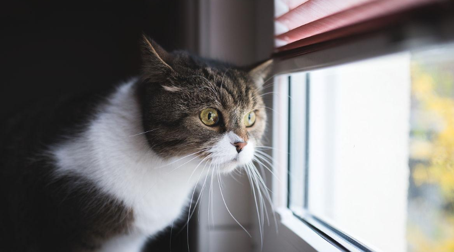 科学唠嗑：为什么猫咪总是喜欢看着窗外?