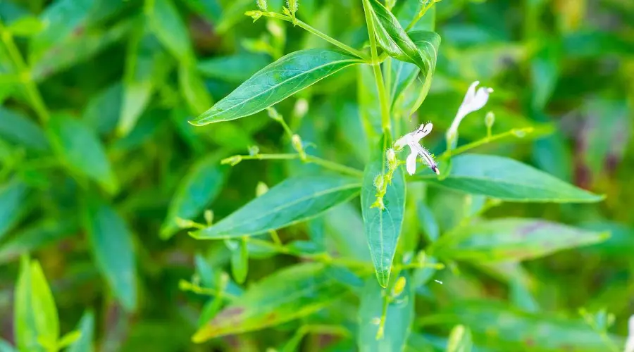 穿心莲——天然抗菌剂的新选择