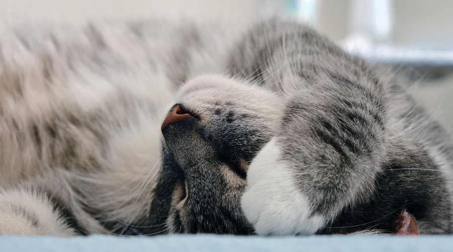 科学唠嗑：为什么猫咪喜欢捂着脸睡觉？