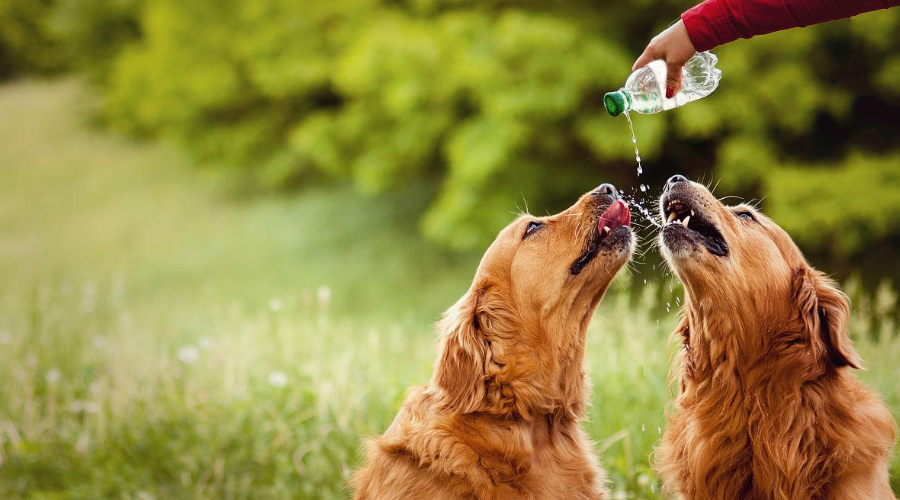 爱它就要让它多喝水！让狗狗爱上喝水的3种方法