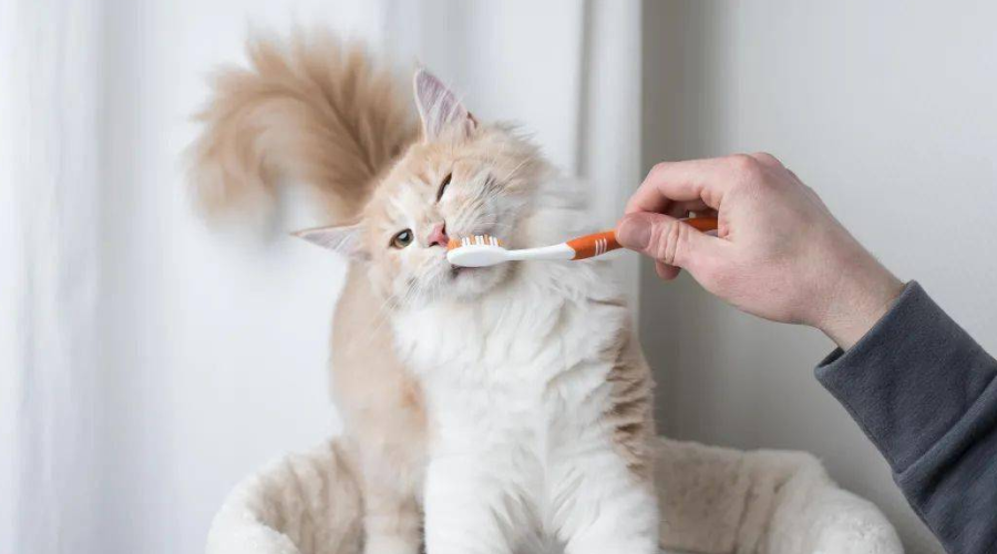 猫咪的口腔护理到底有多难？刷牙才是yyds!