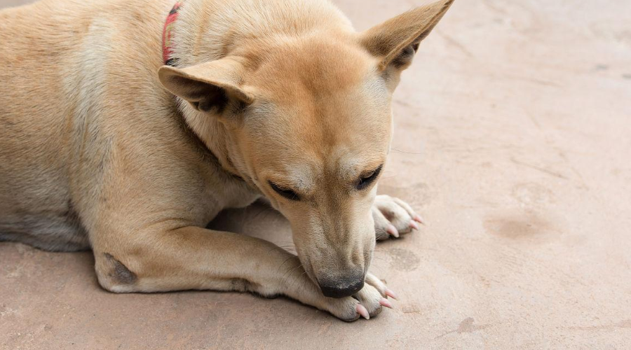 科学唠嗑：狗狗为什么老爱舔自己的脚？