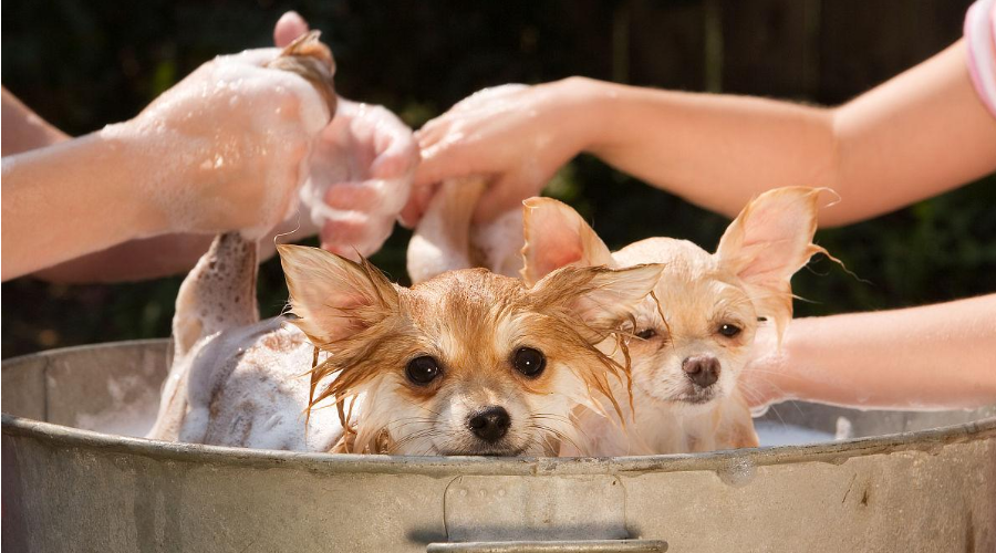 为什么狗狗不能用人用沐浴露洗澡？戳这篇全知道！