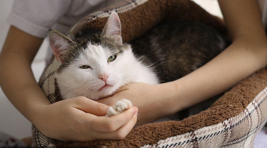 科学唠嗑：为什么猫永远能在第一时间知道你醒了？