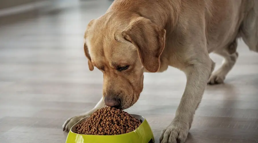 狗狗挑食厌食？那就该这么治它！