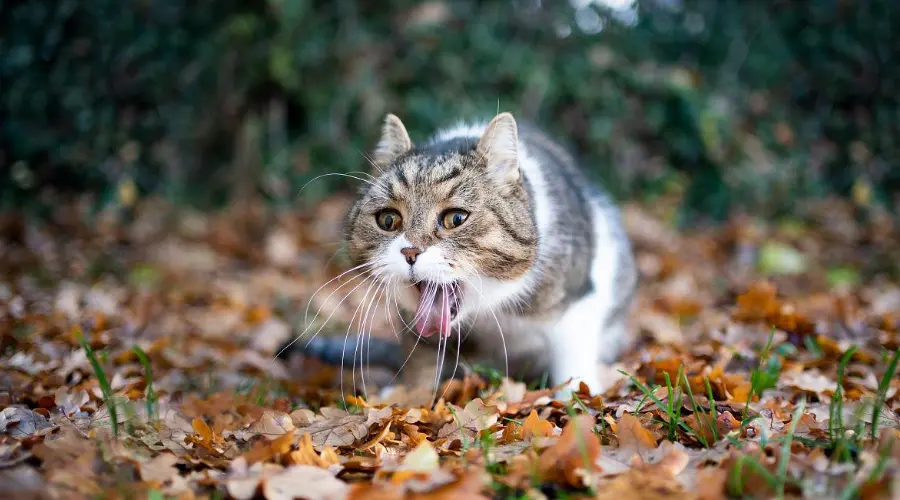 头大！这猫怎么又双叒吐了啊...