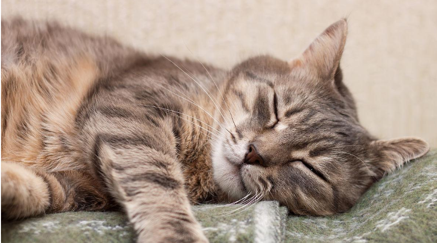 你买的猫窝这么贵，为什么猫咪就是不爱睡？