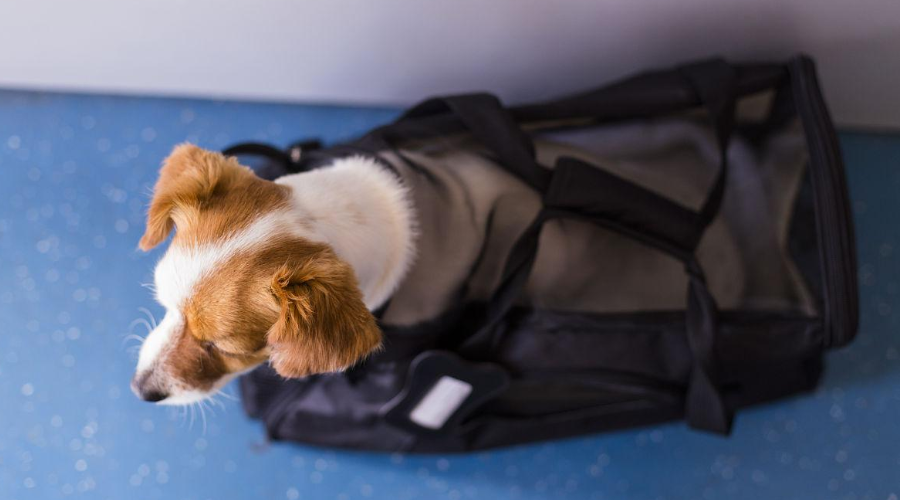 宠物出境也要“证”！吉安海关签发首张伴侣犬出境通行证