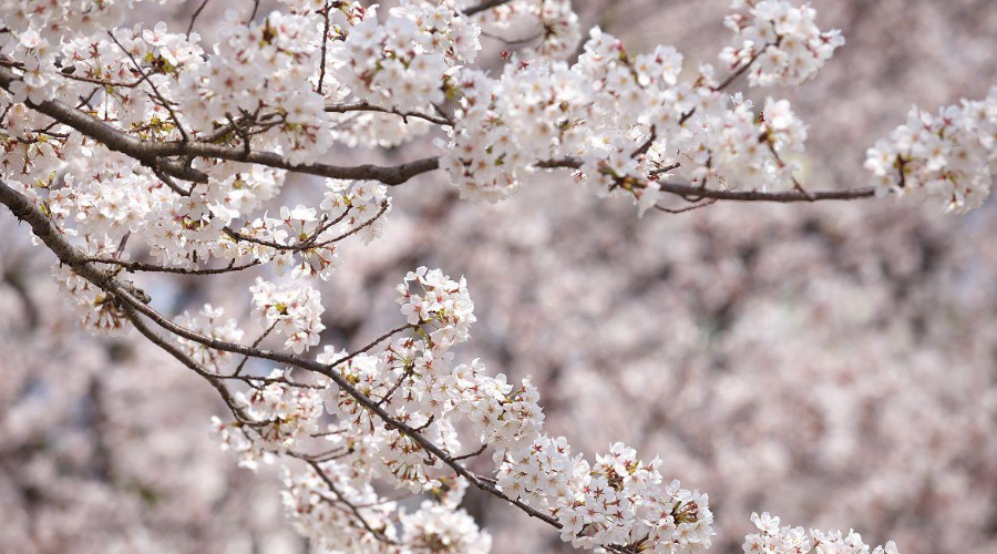 韩国首尔进入樱花季