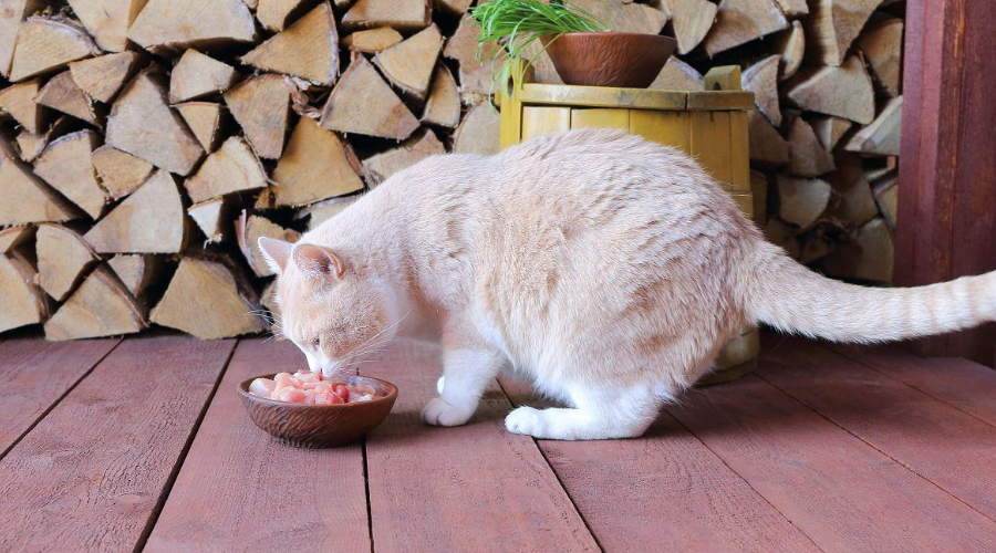 一闻就爱上！盘点猫咪最喜欢闻的4种味道