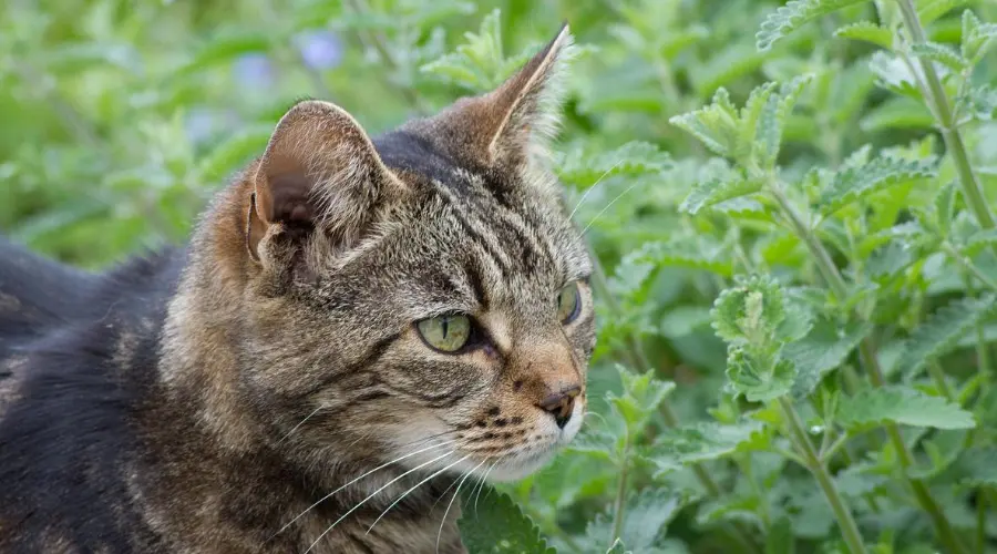 科学唠嗑：猫咪为什么会对猫薄荷欲罢不能？