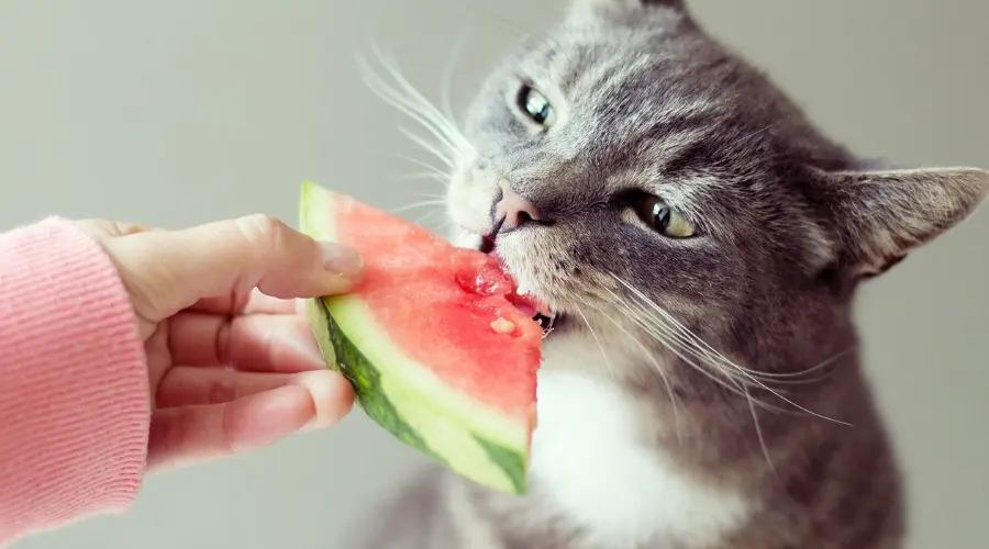 重则致命！这几种水果千万别给猫吃！
