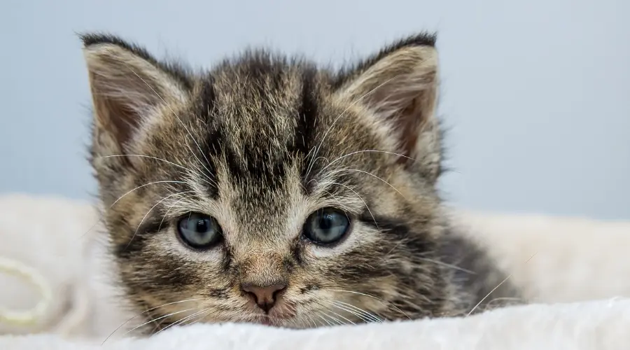 科学唠嗑：猫咪胰腺炎都有哪些症状？