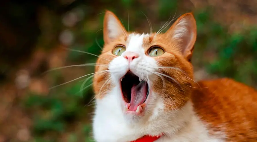 猫咪口腔pang臭？4个方法让你把口臭扼杀在摇篮里！