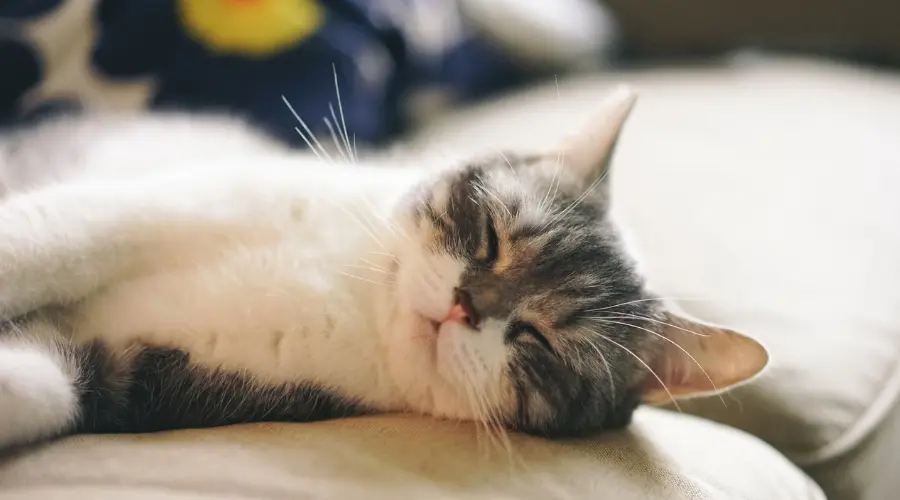 科学唠嗑：为什么猫咪总是在睡觉？