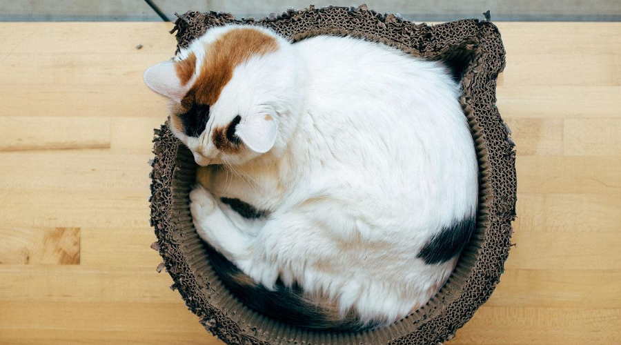 科学唠嗑：为啥猫咪睡觉前都爱原地转个圈？