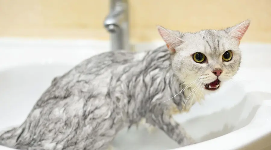 盘点猫咪洗澡的4大误区，90%的人都洗错了！