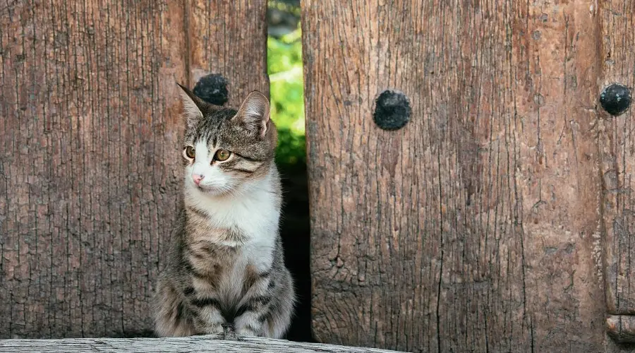 一开门猫咪就往外冲！如何才能阻止这种“越狱”行为？