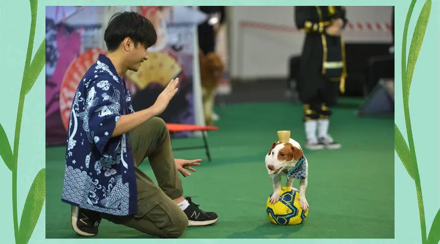 第五届东北(沈阳)国际宠物博览会即将举行