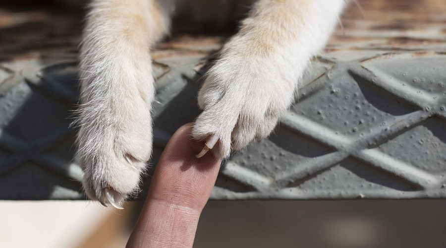 科学唠嗑：为什么猫咪的爪子不让摸？