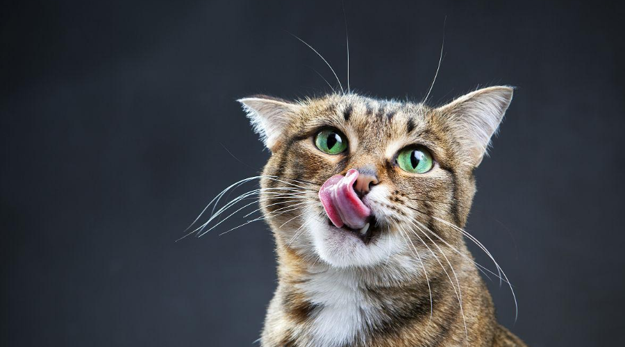 猫咪舔嘴就是嘴馋？答案可没那么简单！