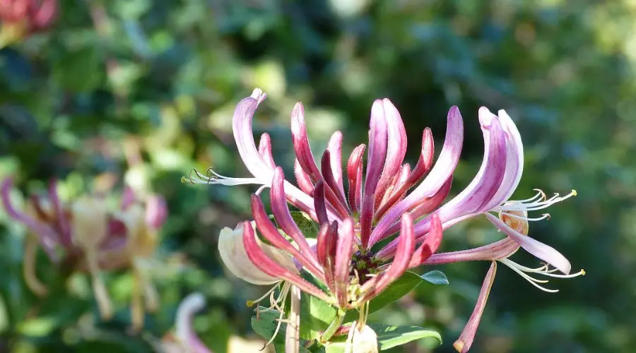 忻城金银花茶