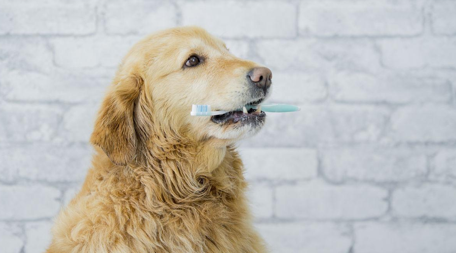 懒得给狗狗刷牙？这4个方法也能减少狗狗的口腔疾病！