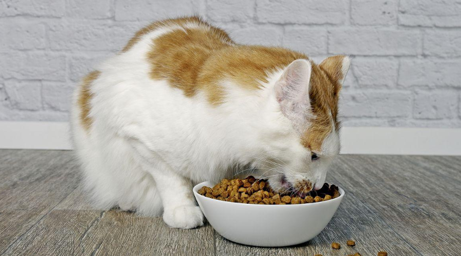 如何根据猫咪的体型选择合适的猫粮？看完这篇可以少走弯路~