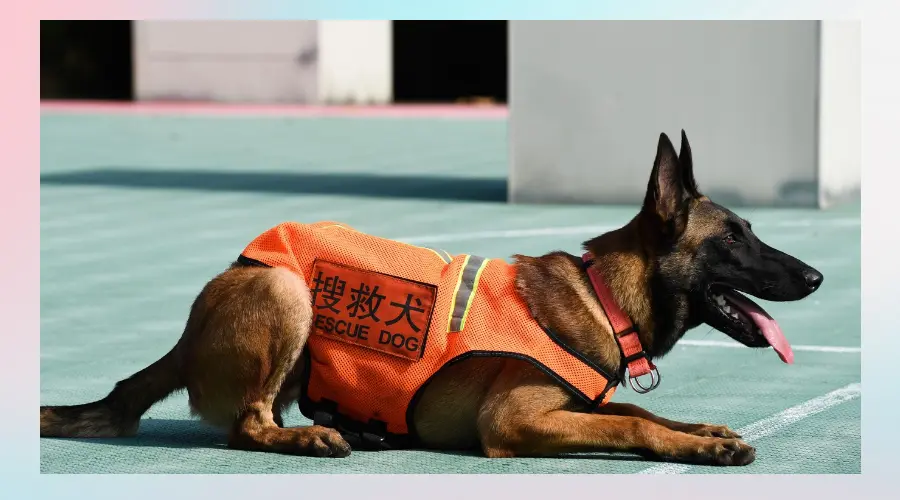 名创优品推出国内首例“流浪狗变身搜救犬”公益项目