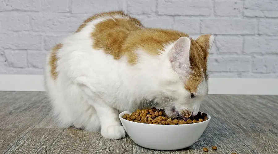 你买的品牌猫粮可能是假的！江苏高邮市打掉一宠粮造假团伙