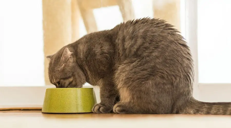 铲屎官马住！这些给猫咪喂水的注意事项get起来