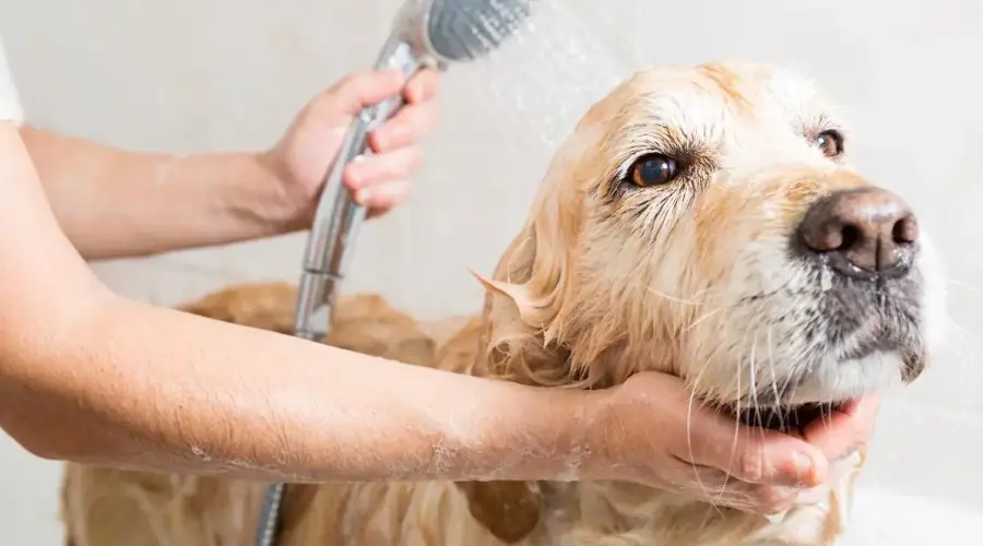 盘点狗狗洗澡的5大误区，90%的人都洗错了！