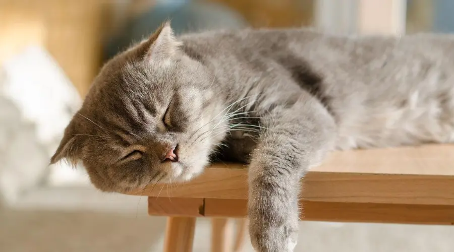 科学唠嗑：猫咪睡觉时为什么会抽搐？