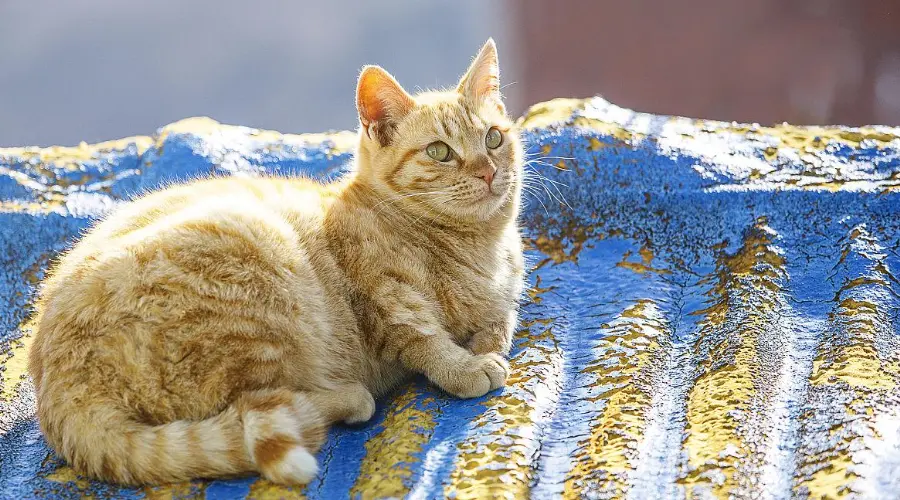 科学唠嗑：猫咪为什么喜欢晒太阳？