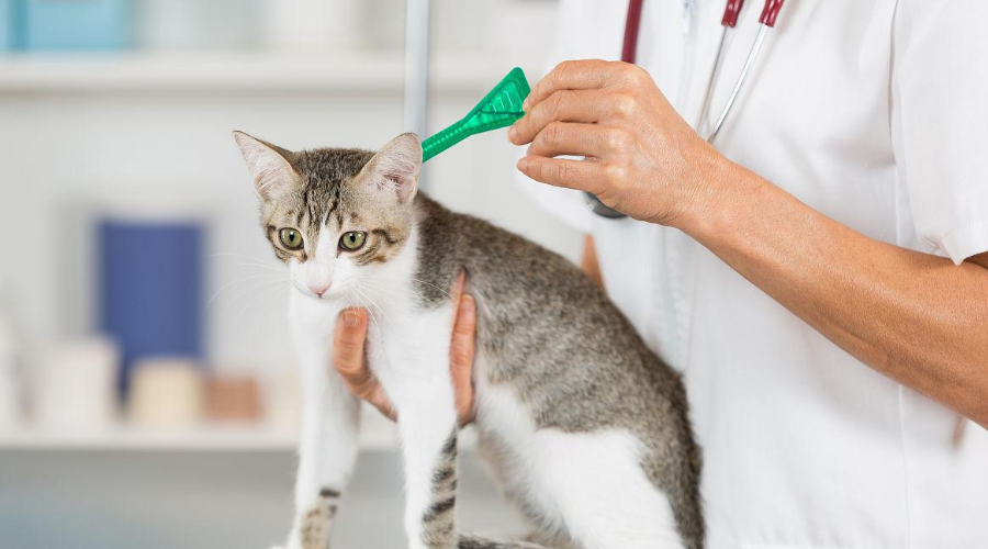 速来自测！3分钟揭秘你家猫咪最易感染的寄生虫