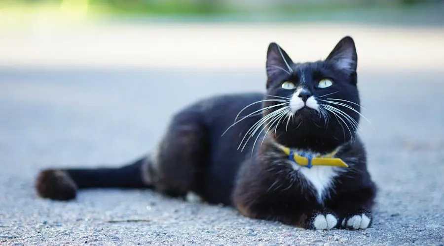 项圈变成夺命圈！盘点猫咪项圈的3大危害