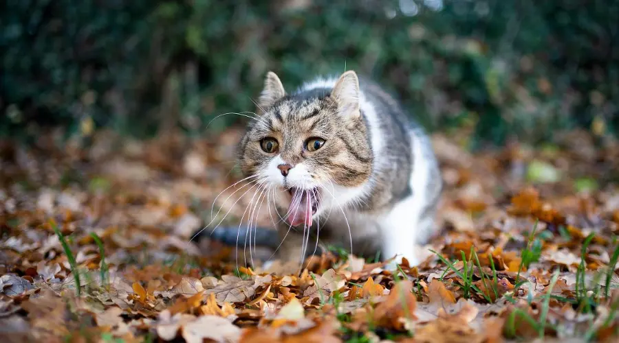 猫咪中毒先别慌！这篇急救攻略能救猫一命