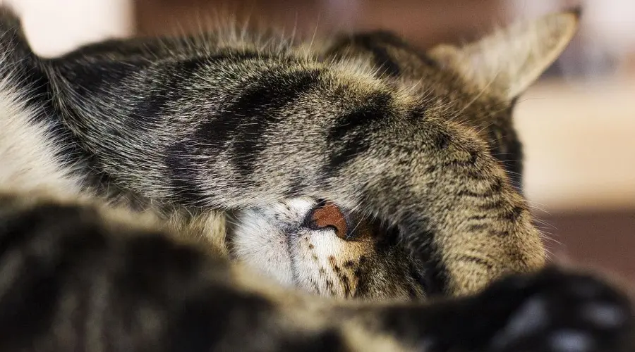 科学唠嗑：猫咪为什么会捂脸睡觉？