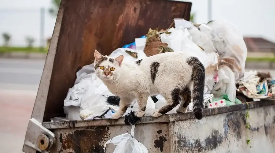 连续5年治理流浪猫，这个社区打造宠物友好新样板！