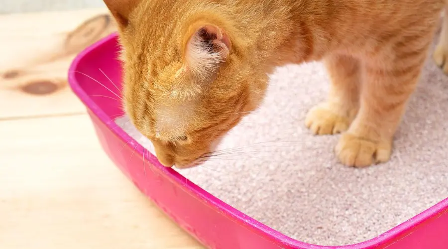 科学唠嗑：为什么有的猫咪会爱吃猫砂？