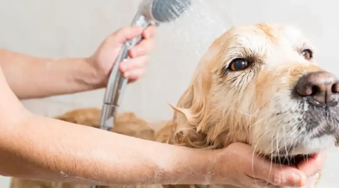 盘点狗狗洗澡的5大误区，90%的人都洗错了！