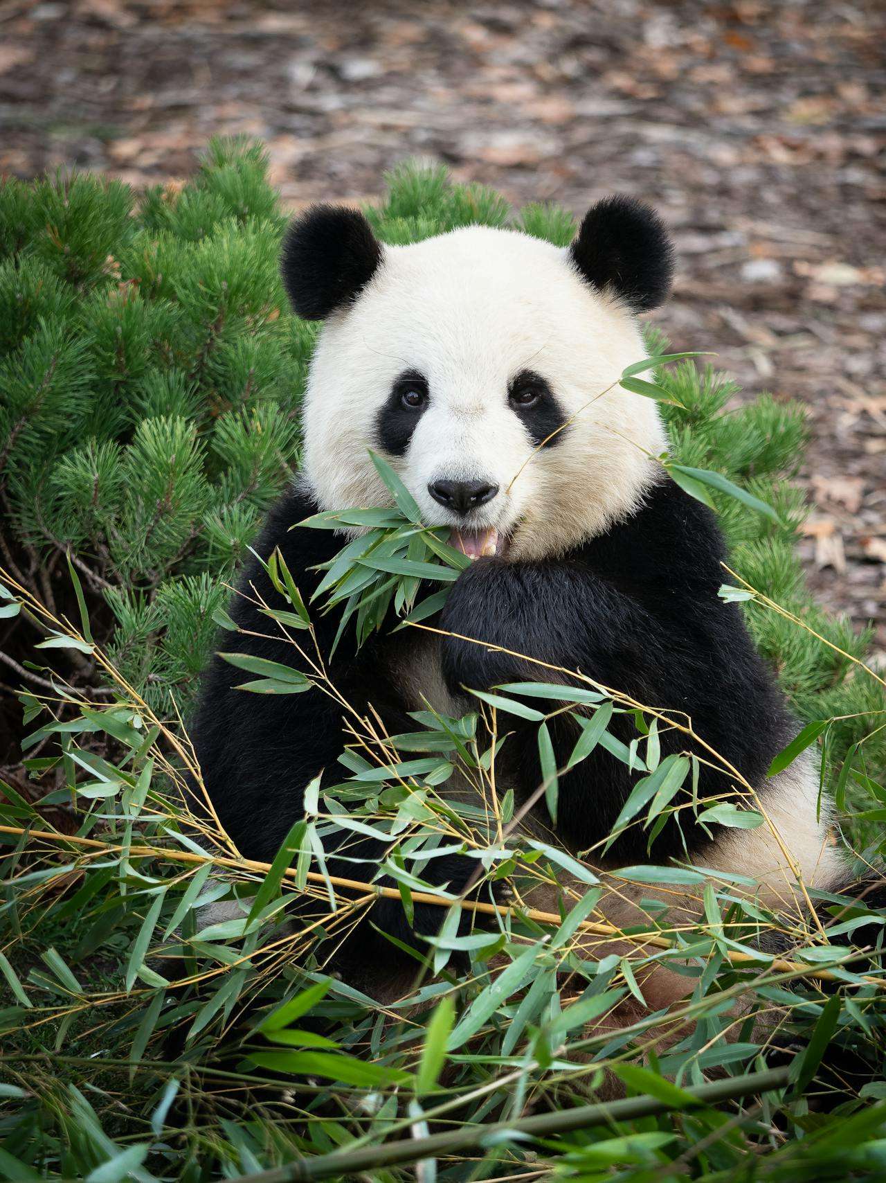 英语作文my favorite animals,我最喜欢的动物(精选10篇)带翻译