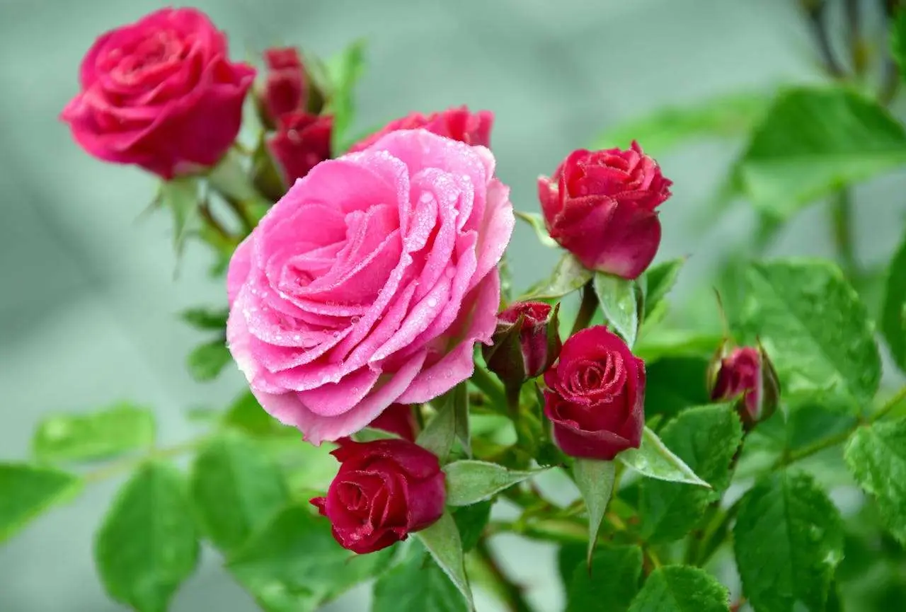 从莎士比亚十四行诗看爱情的永恒表达：英语情诗中的语言魅力