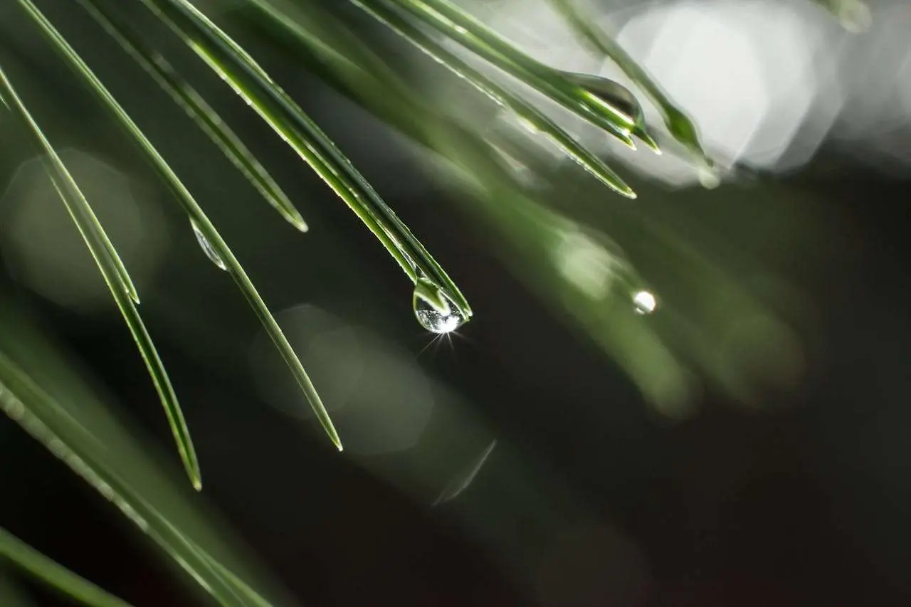 提升英语写作的5个修辞手法：从经典美文中学会优雅表达