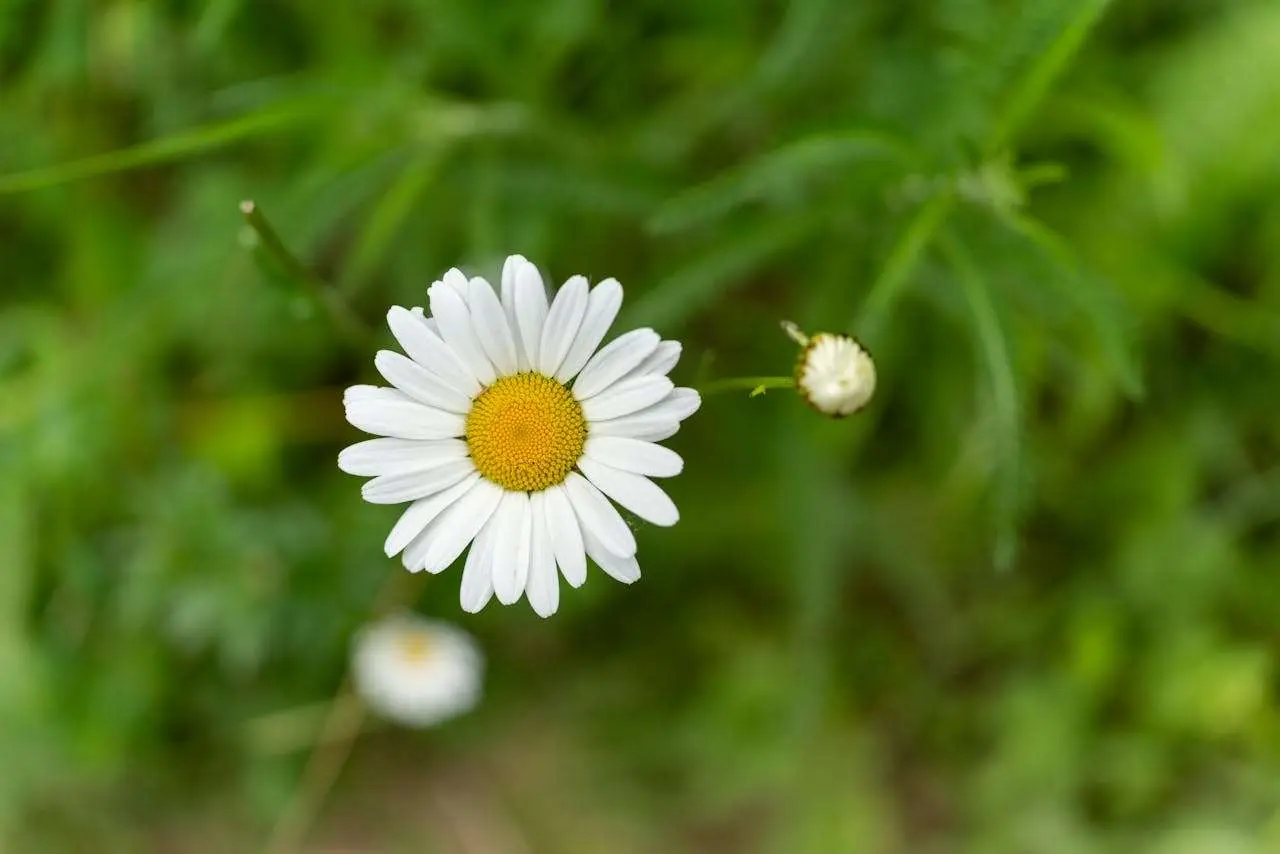 如何学好英语：5篇初中生英语学习经验分享作文