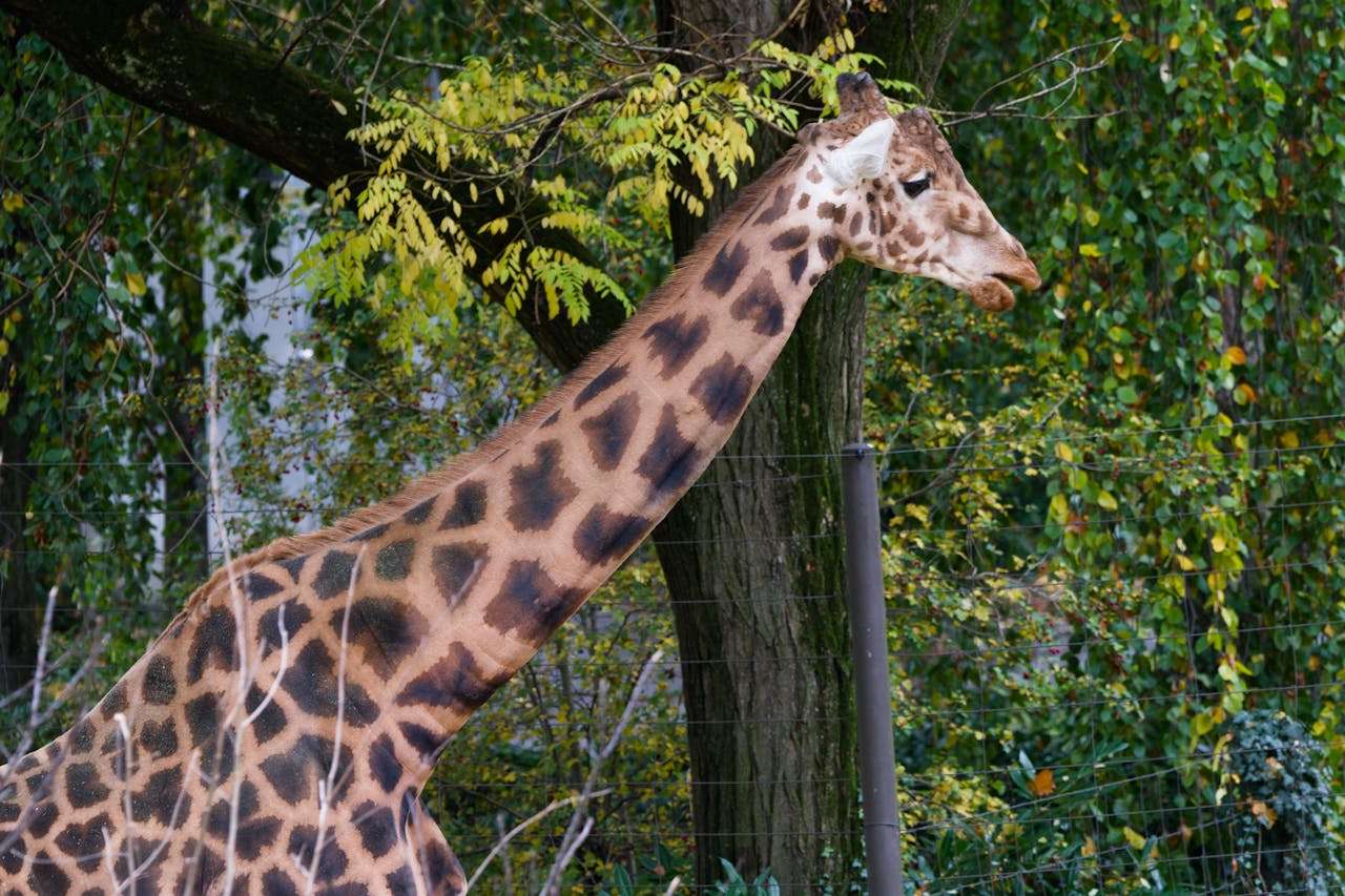 动物朋友：小学生动物园游记英语作文6篇