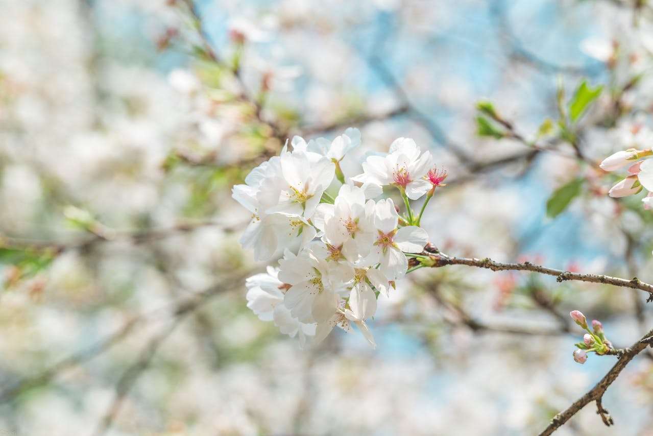 四季之美：小学生描写季节的英语作文7篇