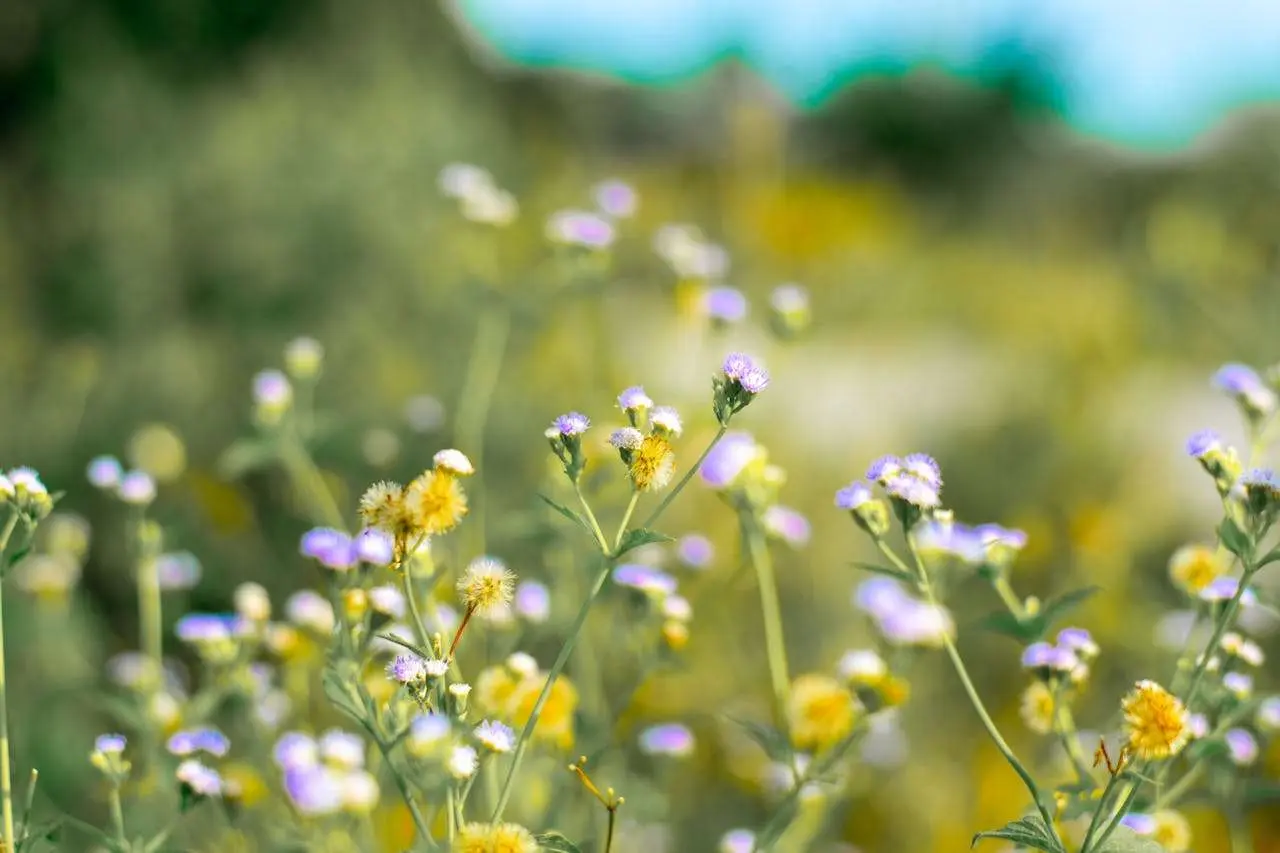 小学英语写作模板：我的梦想英语作文5篇（中英对照+写作要点）